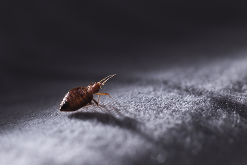 Are Landlords Responsible for Bed Bugs?